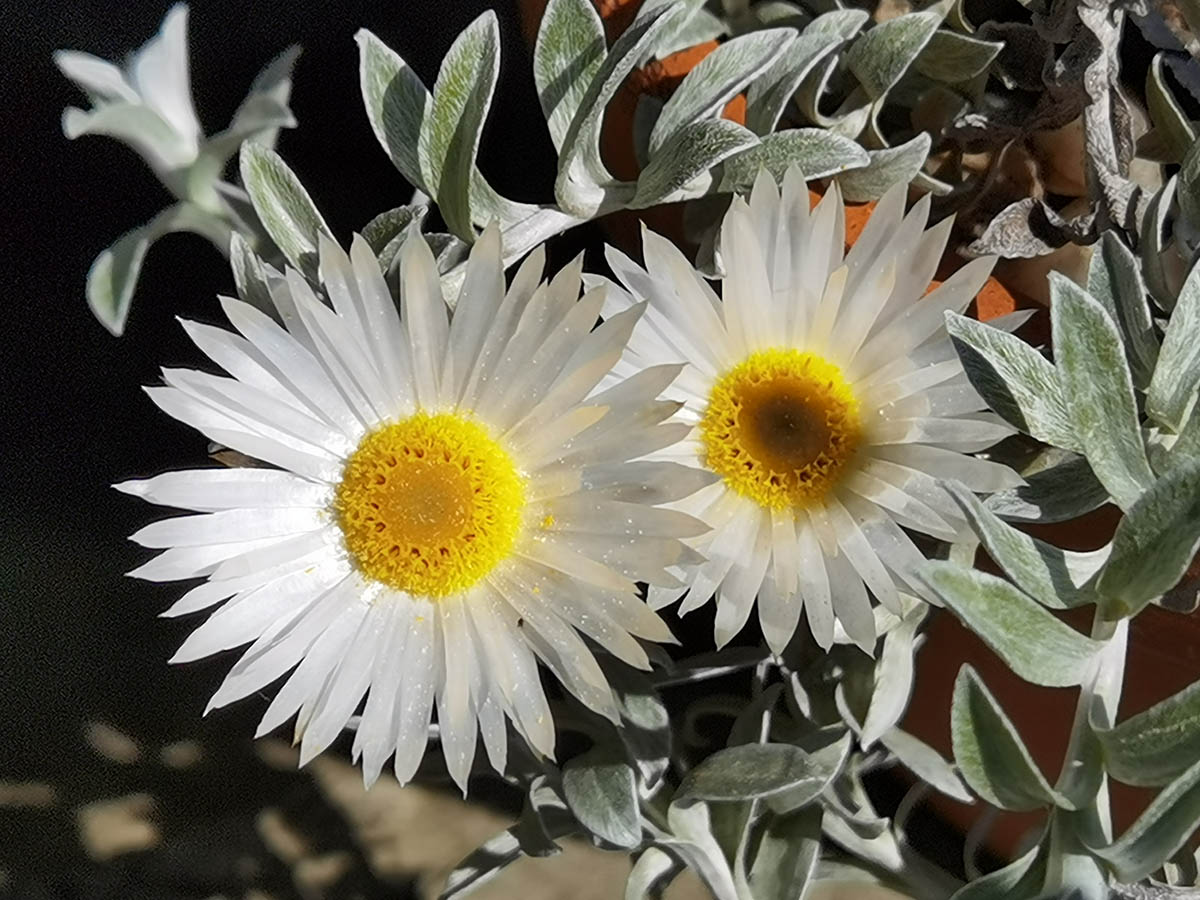 Helichrysum retortum photo